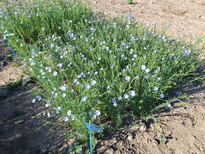 Click for 1 image(s) for this accession.